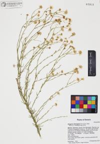 Erigeron divergens image