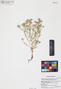 Machaeranthera tanacetifolia image