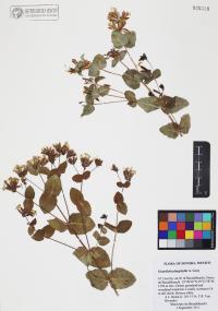 Guardiola platyphylla image