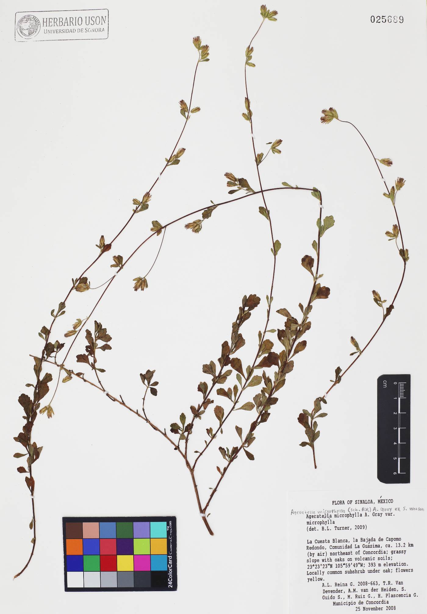 Ageratella microphylla var. microphylla image