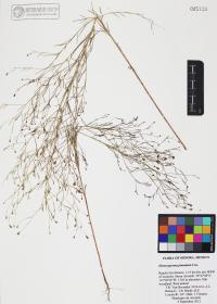 Heterosperma pinnatum image