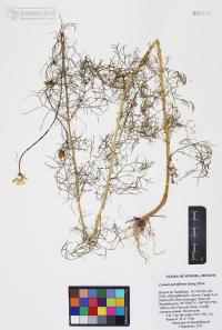 Cosmos parviflorus image