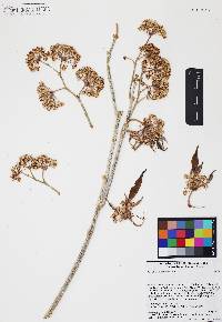 Asclepias albicans image