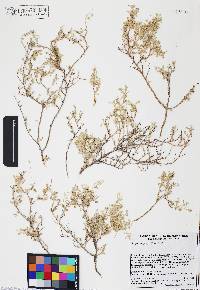 Atriplex polycarpa image