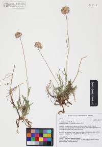 Gaillardia pinnatifida image