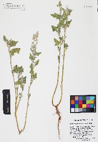 Chenopodium neomexicanum image