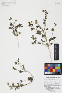 Perityle californica image