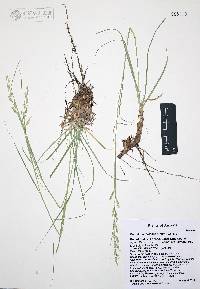 Bouteloua radicosa image