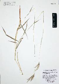 Dichanthium annulatum image