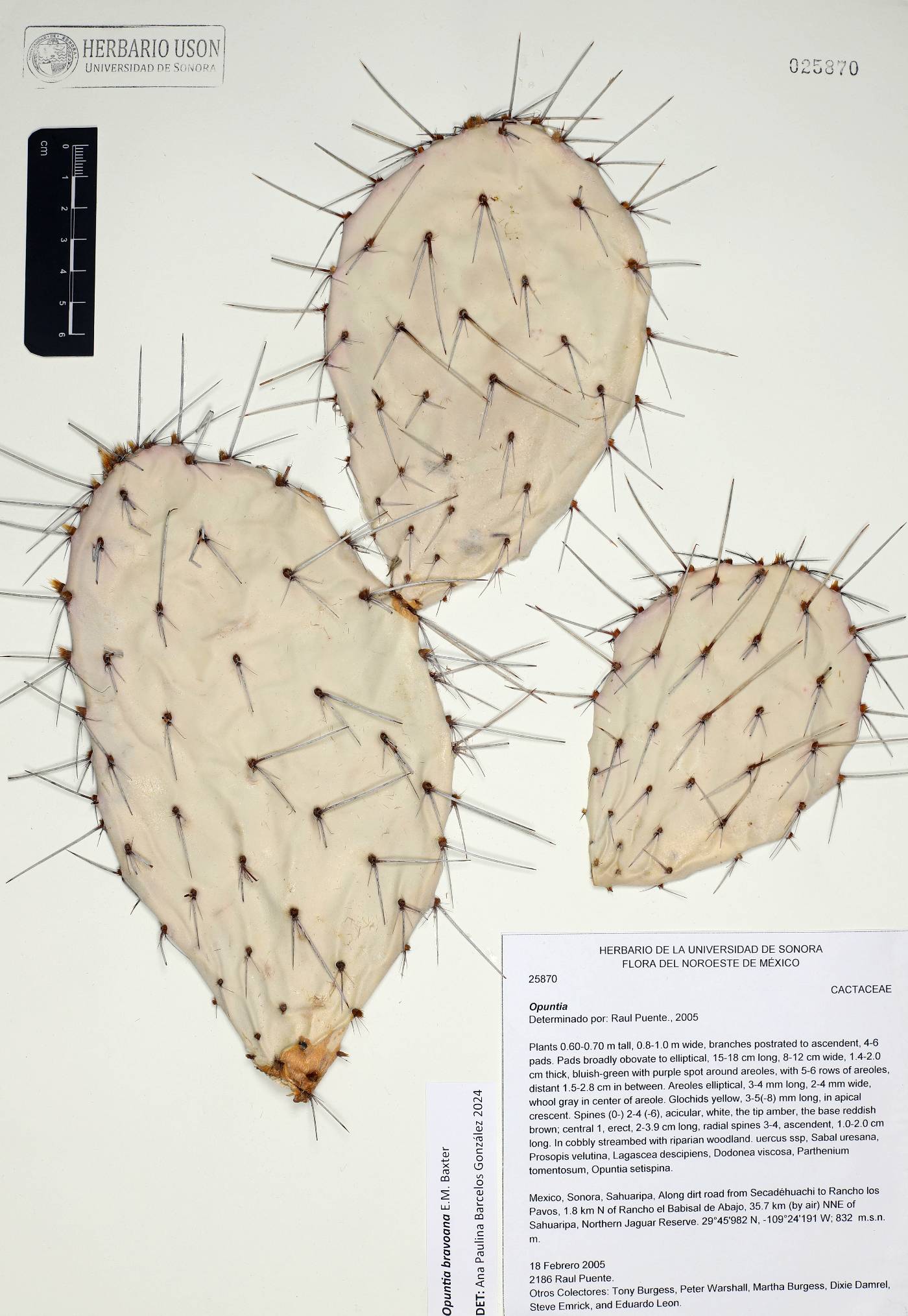 Opuntia bravoana image