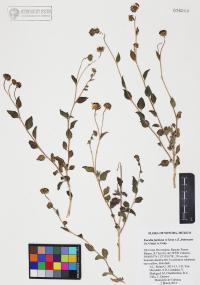 Encelia farinosa image