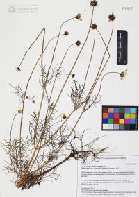 Cosmos parviflorus image