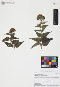 Lagascea decipiens image