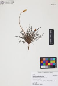 Malacothrix glabrata image