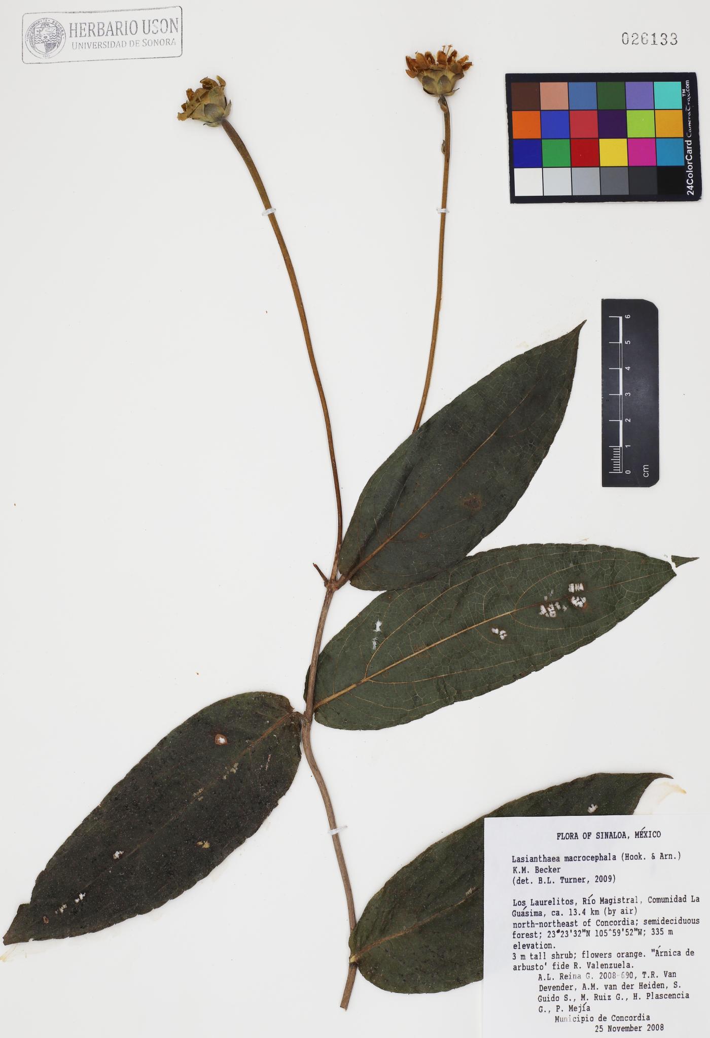 Lasianthaea macrocephala image
