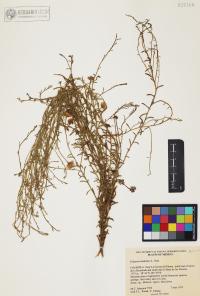 Erigeron modestus image
