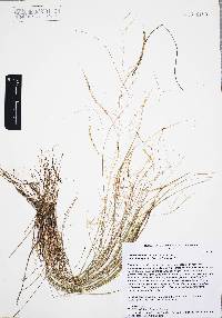 Aristida ternipes image