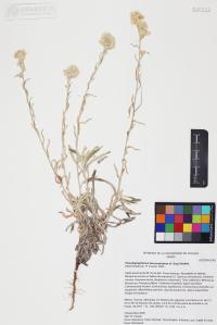Pseudognaphalium leucocephalum image