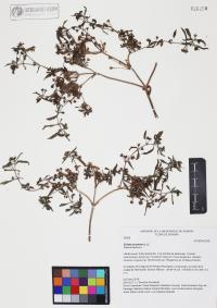 Eclipta prostrata image