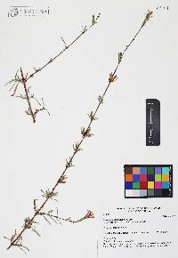 Carphochaete bigelovii image