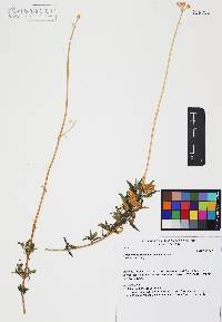 Coreocarpus arizonicus image