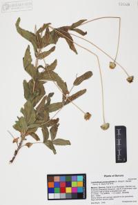 Lasianthaea podocephala image