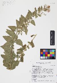 Brickellia floribunda image