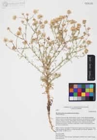 Machaeranthera tanacetifolia image