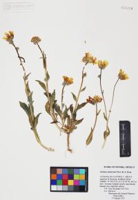 Geraea canescens image