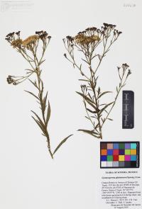 Gymnosperma glutinosum image
