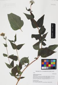 Lagascea decipiens image