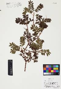 Pistacia texana image