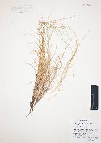 Aristida purpurea var. nealleyi image