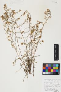 Gutierrezia microcephala image