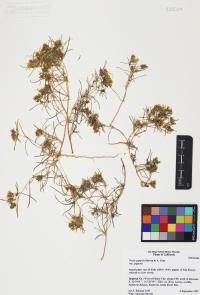 Pectis papposa image
