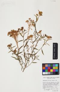 Gymnosperma glutinosum image