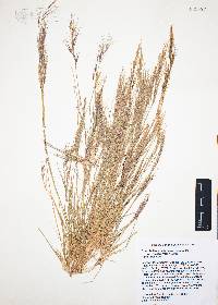 Aristida purpurea var. nealleyi image