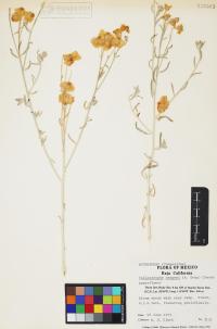 Psilostrophe cooperi image