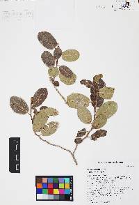 Rhus kearneyi image