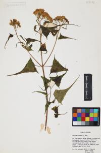 Pericome caudata image