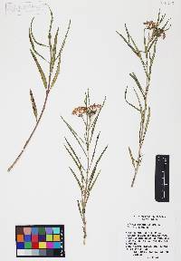 Asclepias angustifolia image