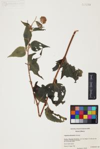 Lagascea decipiens image