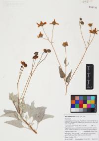 Encelia farinosa image