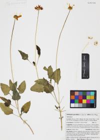 Heliopsis parvifolia image