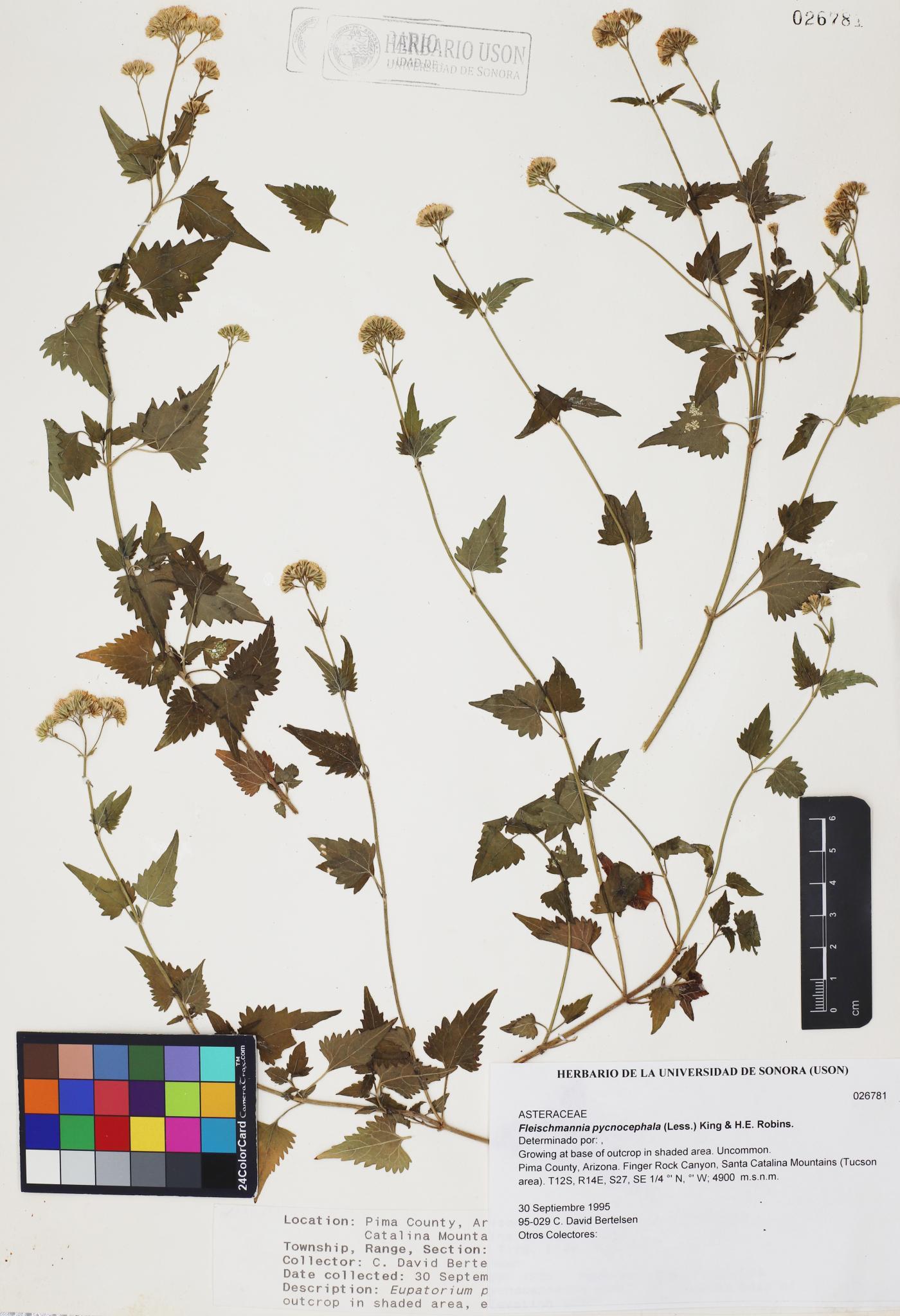 Fleischmannia pycnocephala image