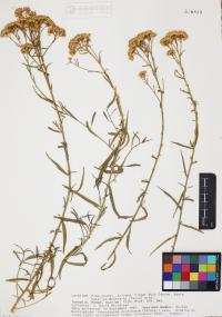 Gymnosperma glutinosum image