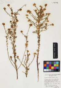 Erigeron divergens image