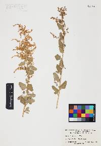 Atriplex lentiformis image