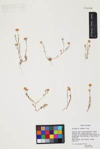 Eriophyllum lanosum image