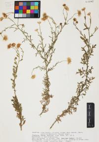 Erigeron oreophilus image